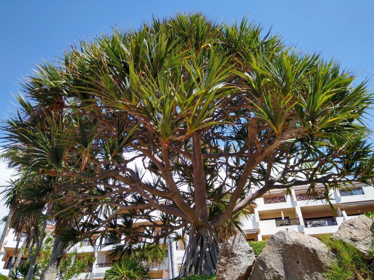 Forest Flat - Big Heated Pool, Terrace, Tv Channels, Golf Courses San Miguel de Abona Exterior foto